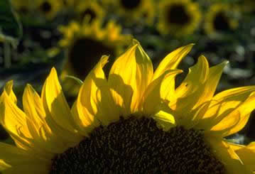 fotografia girasole fotografia girasole